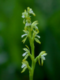 Early Coralroot Orchid