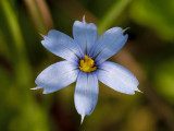 Blue-eyed Grass