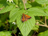 Long Dash Skipper Butterfly