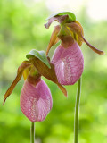 Lady's Slipper Orchids