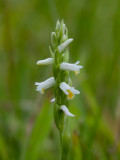 Wide-leaved Ladies-tresses Orchid