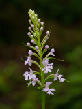 Small Purple Fringed Orchid