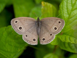 Little Wood-Satyr Butterfly