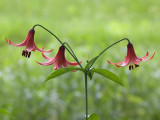 Canada Lily