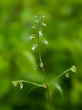 Enchanter's Nightshade