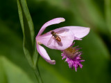 Fly on Rose Pogonia Orchid