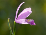 Rose Pogonia Orchid