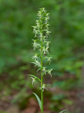 Ragged Fringed Orchid