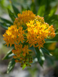 Butterflyweed