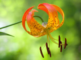 Turks Cap Lily