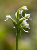Club Spur Orchid