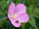 Rose Mallow with Bumblebee