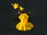 Bladderwort