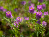 Field Milkwort