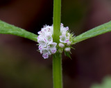 Water Horehound