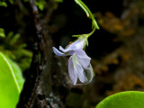 Kalm's Lobelia with Raindrop