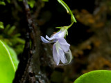 Kalms Lobelia with Raindrop