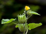 Velvetleaf