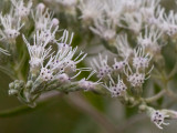 Late-flowering Thoroughwort