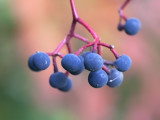 Virginia Creeper Berries