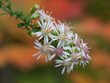 Calico Aster with Raindrops