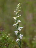 Nodding Ladies'-tresses Orchid