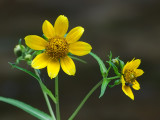 Nodding Bur Marigold