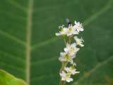 Japanese Knotweed