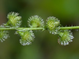 Agrimony Seeds