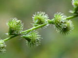 Agrimony Seeds