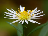 Panicled Aster