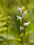 Hooded Ladies-tresses and Round-leaved Sundew