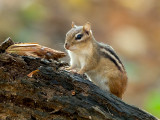 Chipmunk