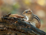 Chipmunk