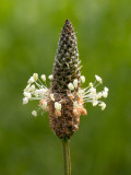 English Plantain