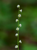 Miterwort