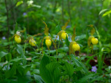 Yellow Lady's Slipper Orchids