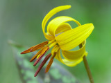 Dogtooth Violet