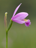 Rose Pogonia Orchid