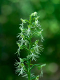 Ragged Fringed Orchid