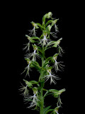 Ragged Fringed Orchid