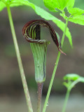 Jack-in-the-pulpit