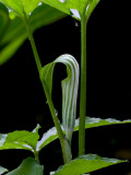 Northern Jack-in-the-pulpit