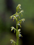 Early Coralroot Orchid