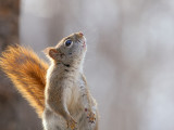 Red Squirrel