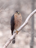 Coopers Hawk