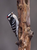 Downy Woodpecker