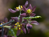 Early Blue Cohosh