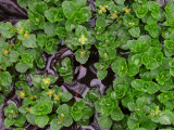 Golden Saxifrage