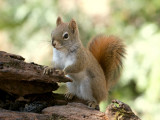 Red Squirrel